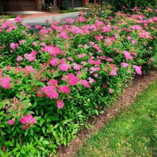 Спирея японская Neon Flash (Неон Флэш) С3