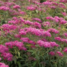 Спирея японская Neon Flash (Неон Флэш) С3