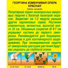 Георгина Опера красная 7 шт АЭЛИТА