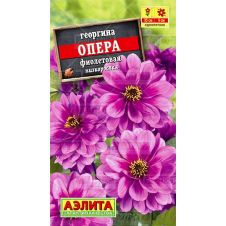 Георгина Опера фиолетовая 7 шт АЭЛИТА