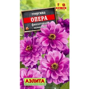 Георгина Опера фиолетовая 7 шт АЭЛИТА