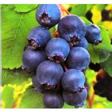 Саженец Ирга Канадская