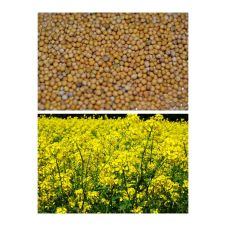 Горчица белая Аврора 400 гр.