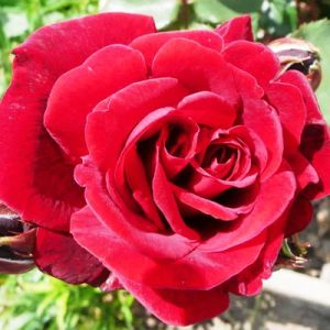Роза плетистая Дон Жуан