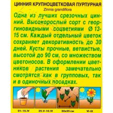 Цинния Крупноцветковая пурпурная 0,3 г Аэлита