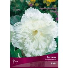Бегония бахромчатая Вайт 2 шт.
