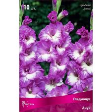 Гладиолус Анук 10 шт.