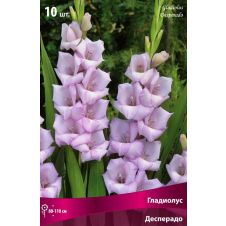 Гладиолус Десперадо  10 шт.
