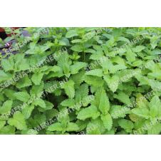 Мелисса ЛИМОННЫЙ АРОМАТ 0,2 г