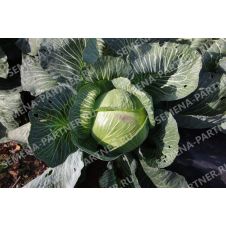 Капуста белокочанная Килатон F1, 0,2 г Партнер