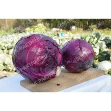 Капуста краснокочанная Бенефис F1, 0,3 г Партнер
