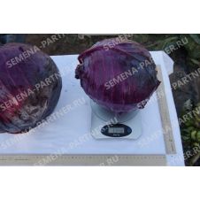 Капуста краснокочанная Бенефис F1, 0,3 г Партнер