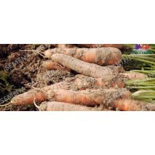 Морковь Болеро F1, 0,5 г Партнер