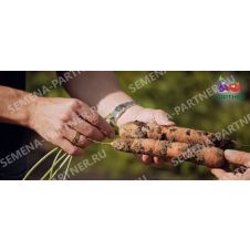 Морковь Болеро F1, 0,5 г Партнер