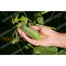 Огурец Байконур F1 Партнер