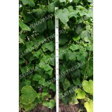 Огурец Байконур F1 Партнер