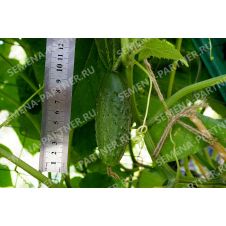 Огурец Байконур F1 Партнер