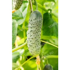 Огурец Герман F1 Партнер