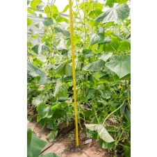 Огурец Герман F1 Партнер