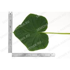 Огурец Герман F1 Партнер