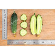 Огурец Добрыня F1 Партнер