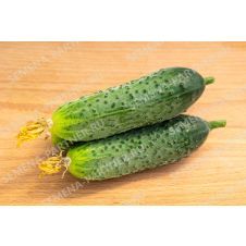 Огурец Добрыня F1 Партнер