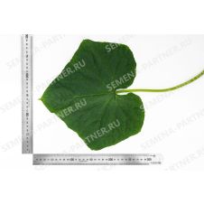 Огурец Добрыня F1 Партнер