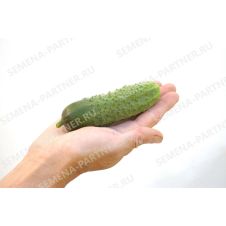 Огурец Добрыня F1 Партнер