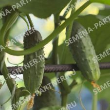 Огурец Ласточка F1 Партнер