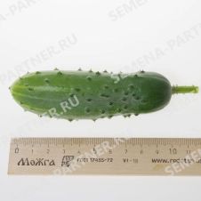 Огурец Ласточка F1 Партнер