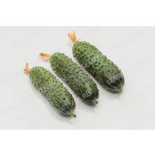 Огурец Паратунка F1 Партнер