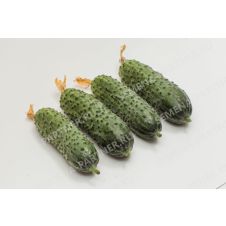 Огурец Паратунка F1 Партнер