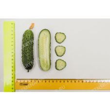 Огурец Паратунка F1 Партнер