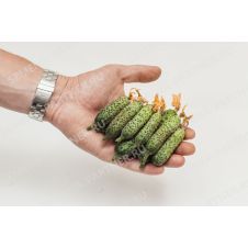 Огурец Темп F1 Партнер