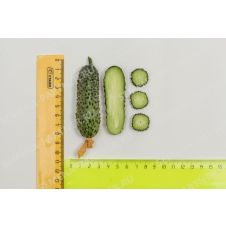 Огурец Темп F1 Партнер