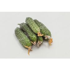 Огурец Темп F1 Партнер