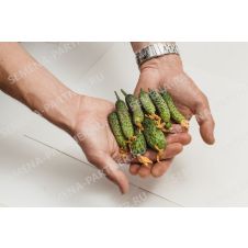 Огурец Темп F1 Партнер