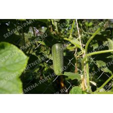 Огурец Хоббит F1 Партнер