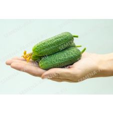 Огурец Хоббит F1 Партнер