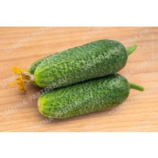 Огурец Хоббит F1 Партнер