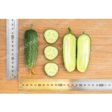 Огурец Хоббит F1 Партнер