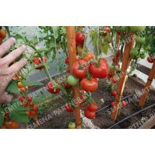 Томат Андромеда F1, 0,05 гр.