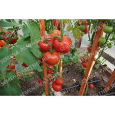 Томат Андромеда F1, 0,05 гр.