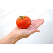 Томат Андромеда F1, 0,05 гр.