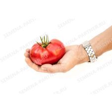 Томат Гордость Застолья F1, 10 шт