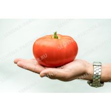 Томат Деревенский F1, 10 шт