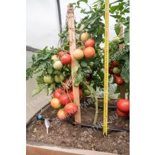 Томат Деревенский F1, 10 шт