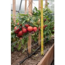 Томат Лимеренс F1, 0,1 гр.