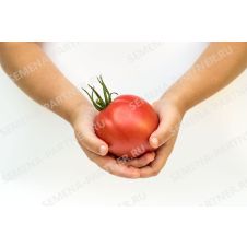 Томат Малиновая Империя F1, 10 шт