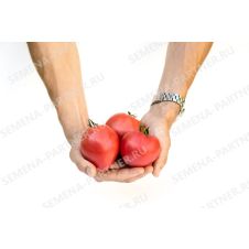 Томат Малиновая Империя F1, 10 шт